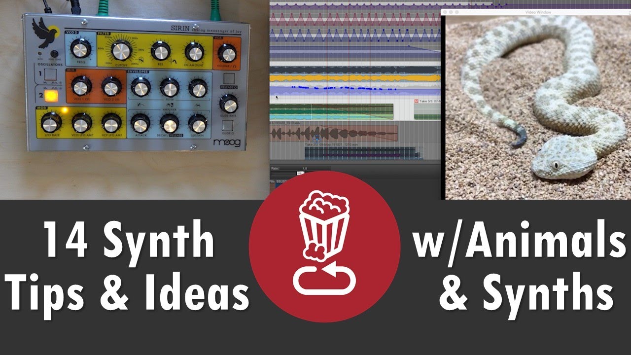 14 Synth Tips and Ideas with Animals and Synthesizers (from Instagram...)