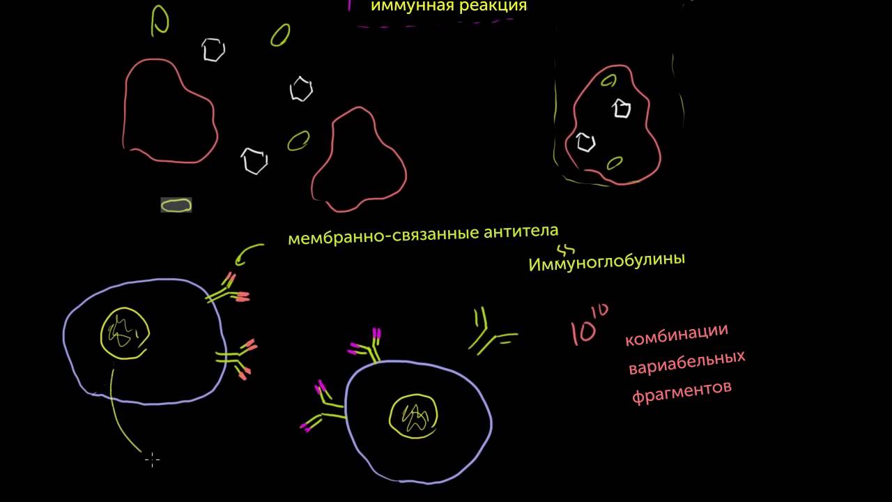 B-лимфоциты (B-клетки)