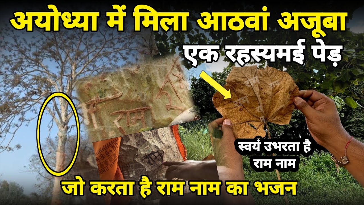 अयोध्या में मिला एक रहस्यमयी पेड़ ||ram nam trees|| हर पत्ते पर राम नाम Ayodhya 2024 braj darpan