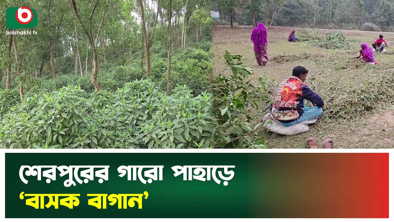 শেরপুরের গারো পাহাড়ে ‘বাসক বাগান’ | Sherpur | Garo Hills | Basok Garden | Boishakhi Tv News