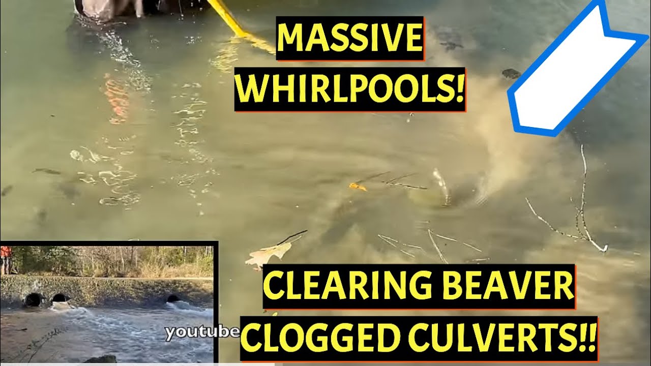 UNCLOGGING BEAVER CLOGGED CULVERTS! HUGE RELEASE! 11/2024 NT#59