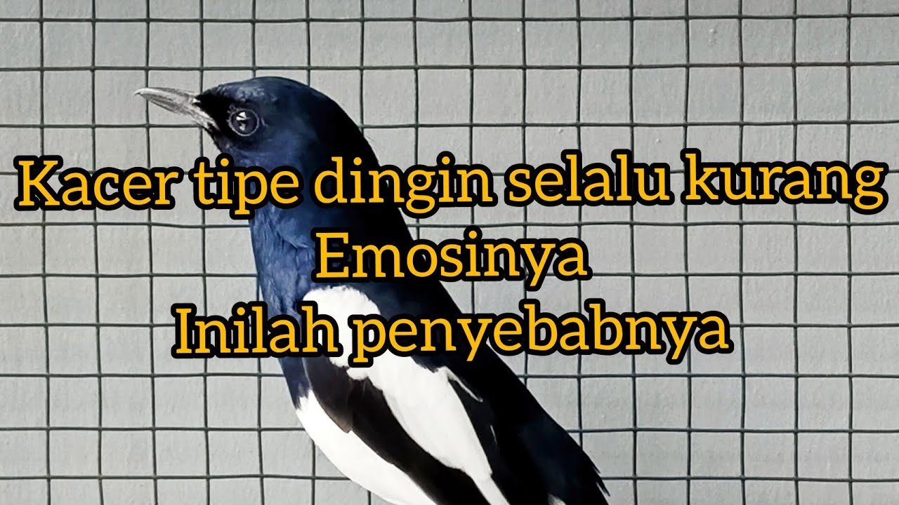 Kacer tipe dingin agar bertenaga
