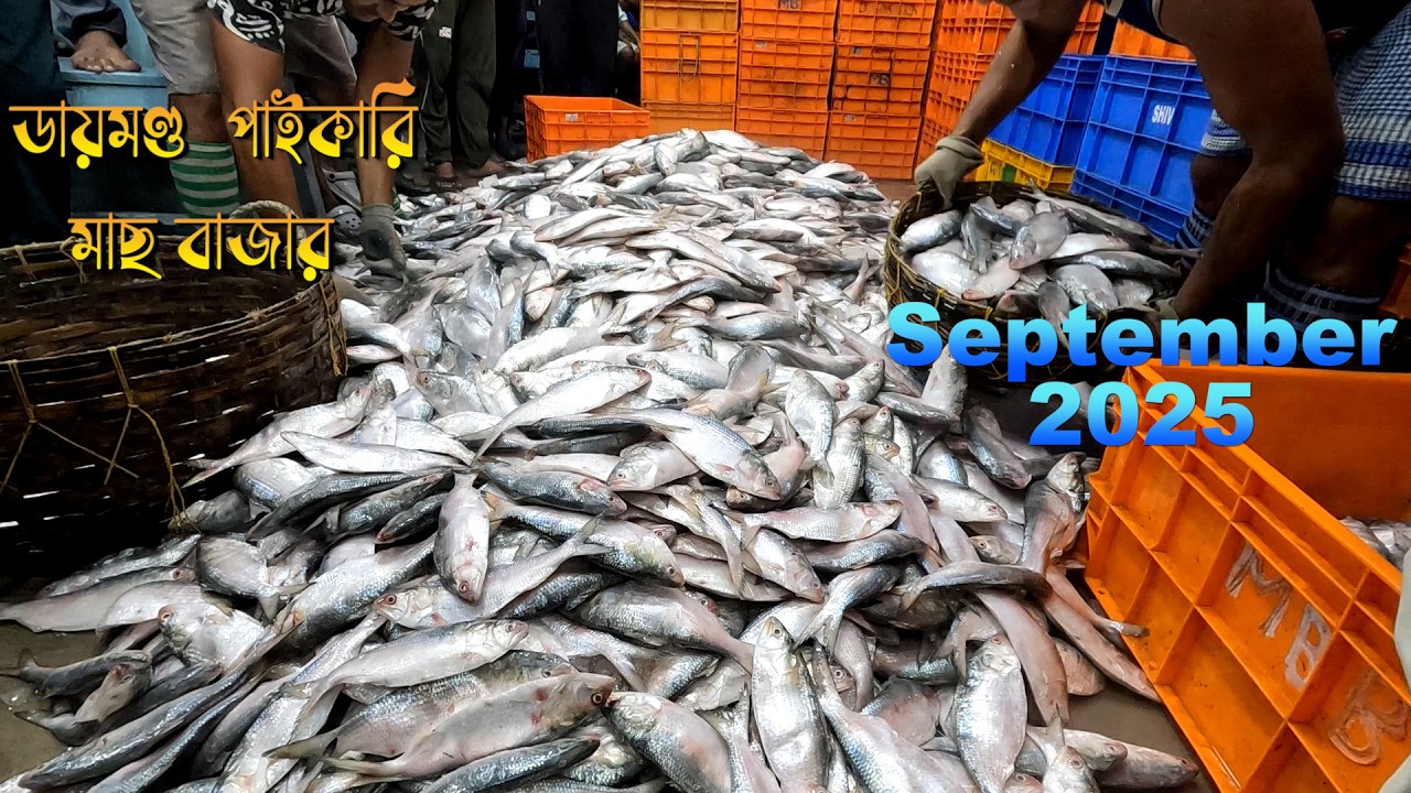 ডায়মন্ড নাগেন্দ্র পাইকারি মাছের বাজার সেপ্টেম্বর ২০২৫ || fish price in Daimond harber market #hilsa
