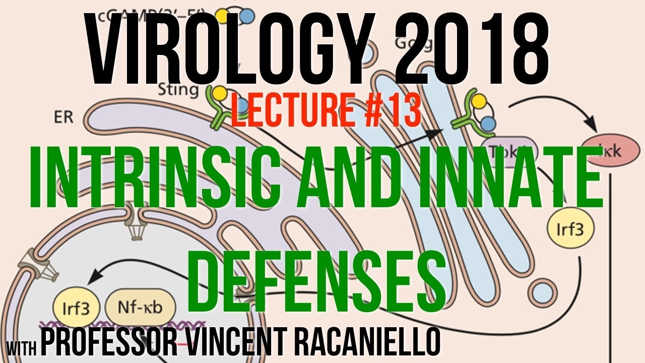 Virology Lectures 2018 #13: Intrinsic and Innate Defenses