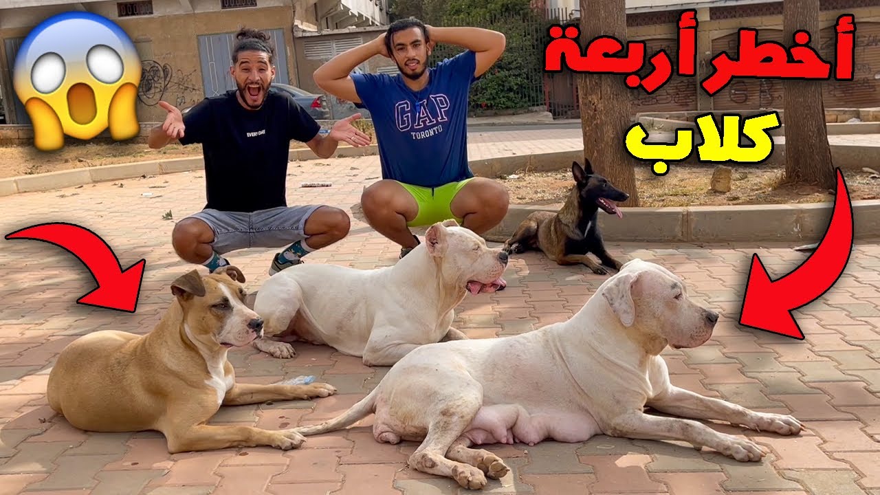 شاهد اخطر واضخم اربعة كلاب لا تقرب من القطط 🐕😱 اروع دريساج في العالم 🔥💔
