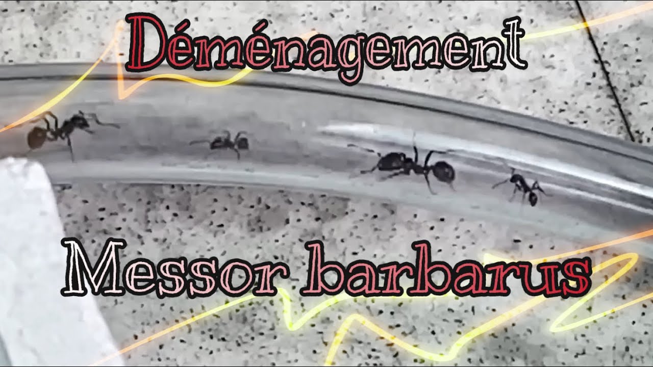 Déménagement de Messor barbarus!