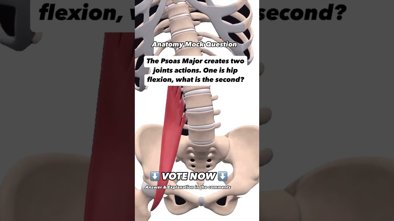 The psoas major creates two joint actions. One is hip flexion, what is the other?