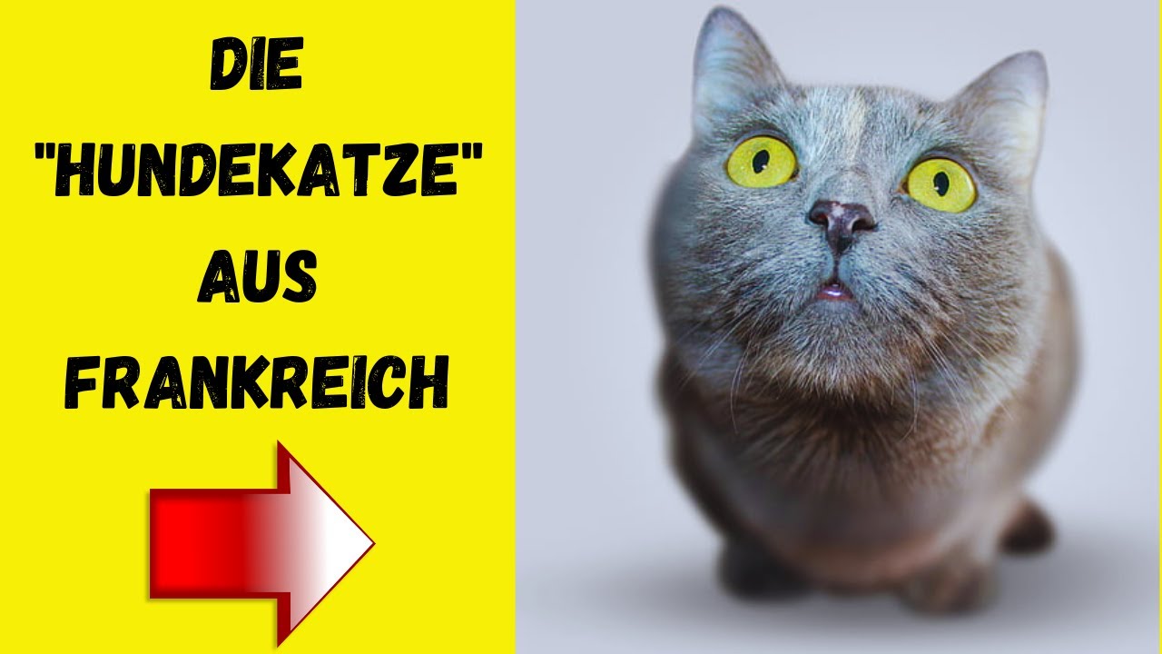 Die Kartäuser Katze - Menschenbezogen und sehr anhänglich