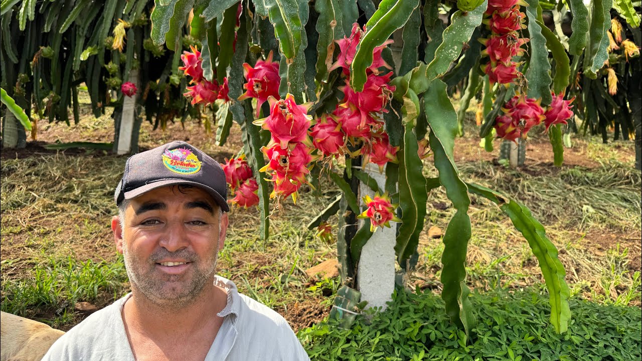Pitaya Vietnamese red uma variedade das mais produtivas do Pitayal!