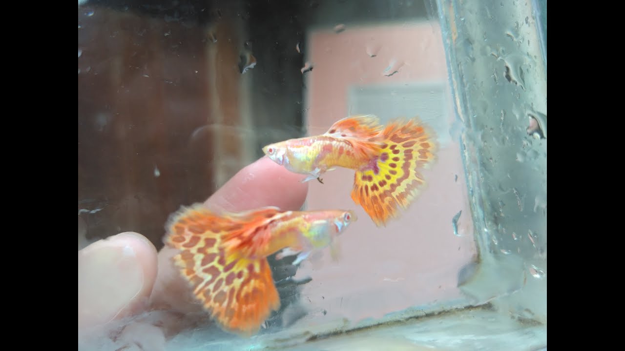 GUPPY CONTEST / KONTES GUPPY di CITRALAND TEGAL 30 JULI 2017