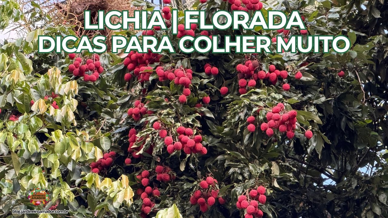 Florada da Lichia | Dicas de Cultivo em Vaso