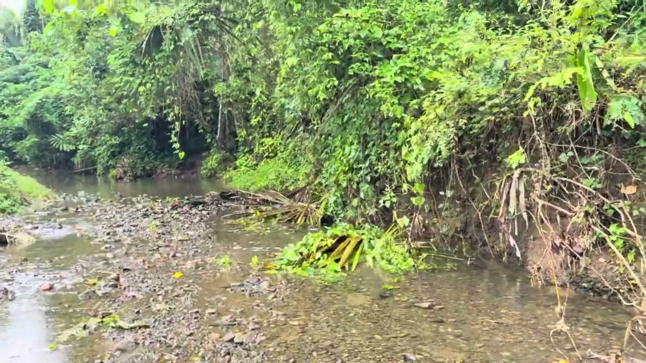 PROPERTY FORSALE 13.7 Hectares 14.5m Only (Gumaca Quezon)