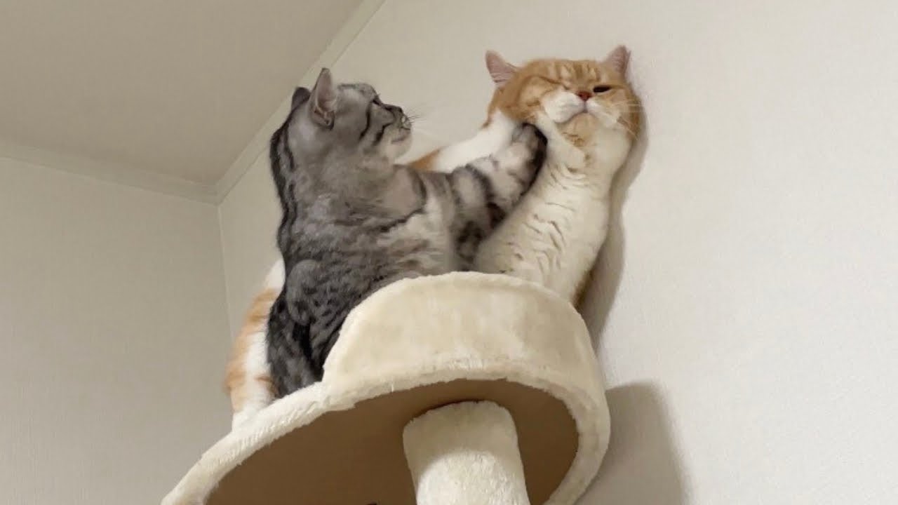 相棒を怒らせちゃった猫の末路がこちらです...