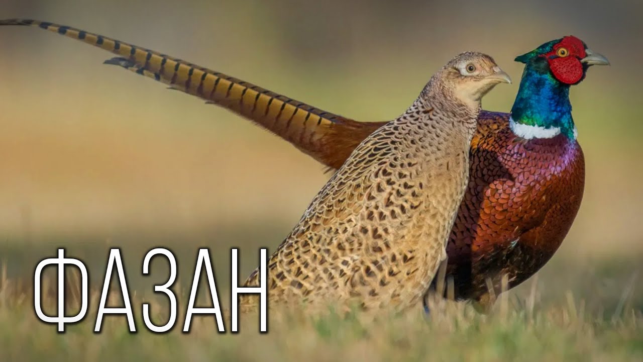 Фазан: Перья Роскоши | Интересные факты про фазанов