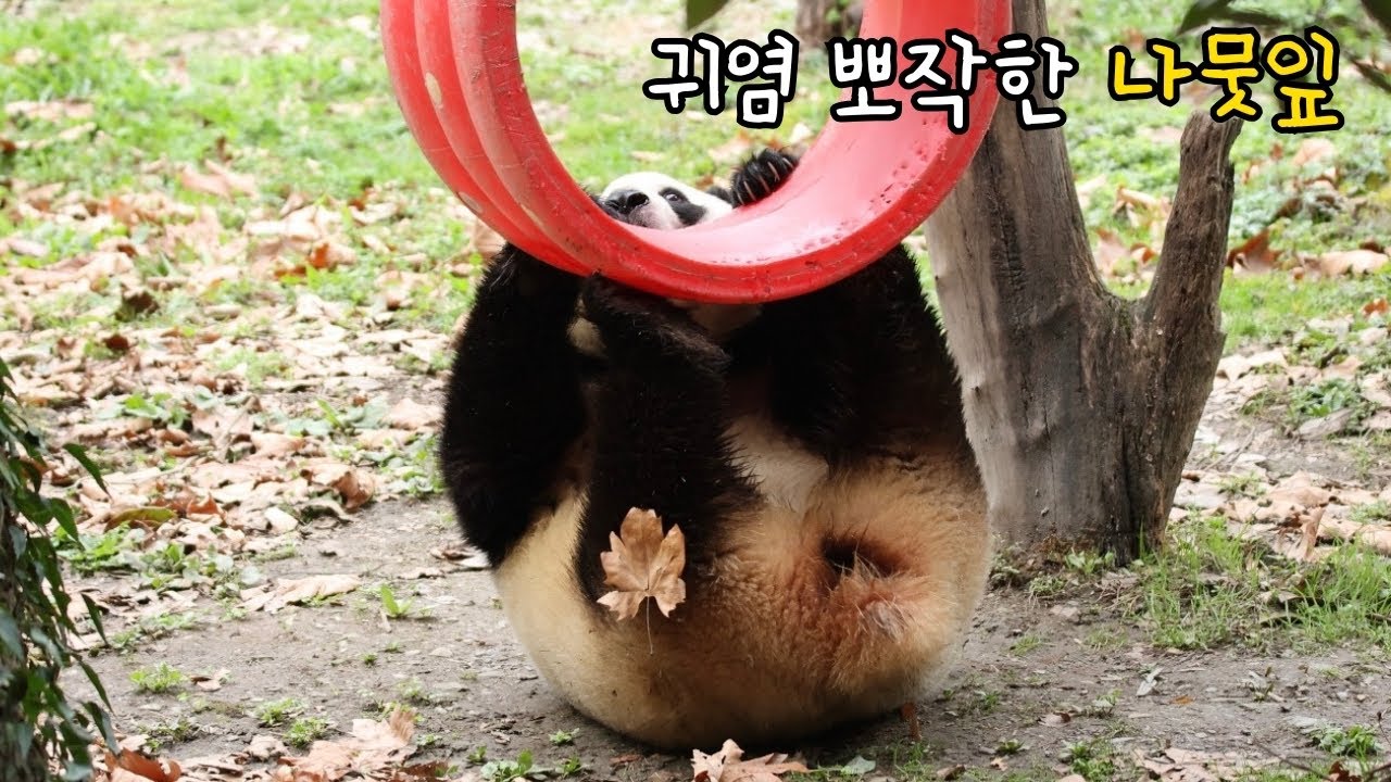 푸바오 실시간(3.12.) | 푸바오~ 나뭇잎 붙은 거 아니? 🤭