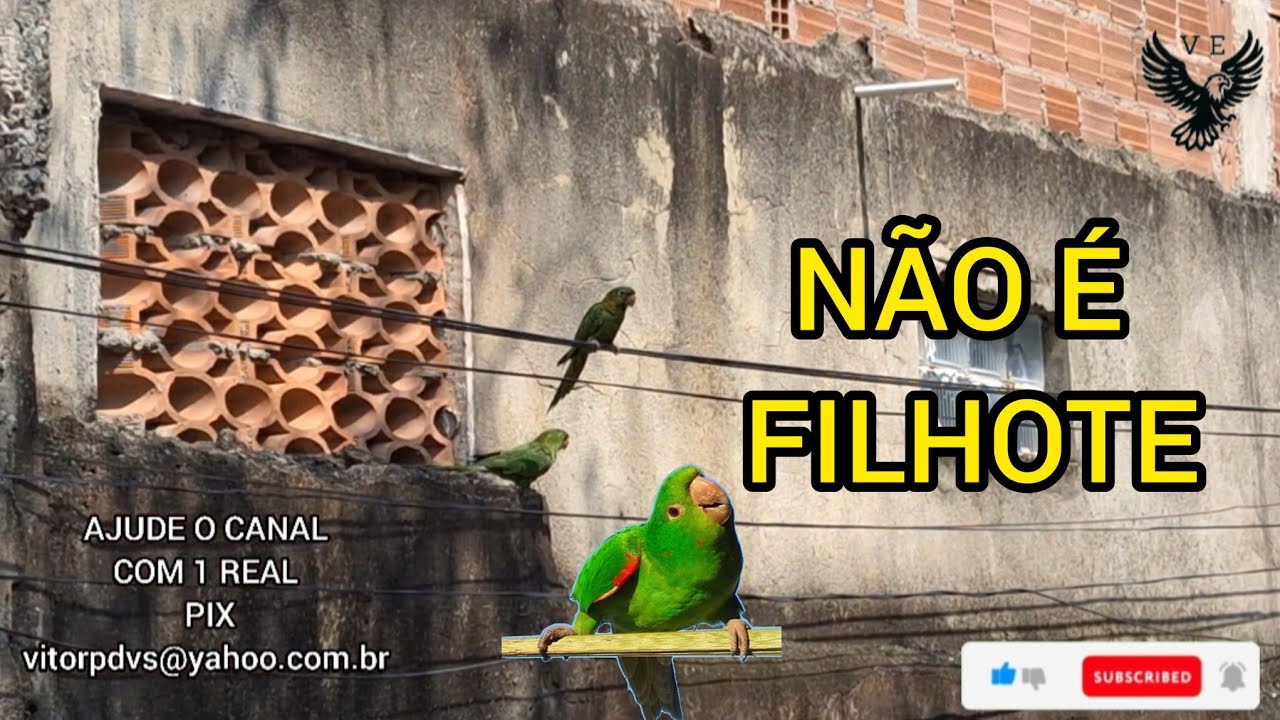NÃO É UM FILHOTE PRESO. MARITACA CANTANDO CHAMANDO OUTRA MARITACA. CANTO DA MARITACA CASAL MARITACA.