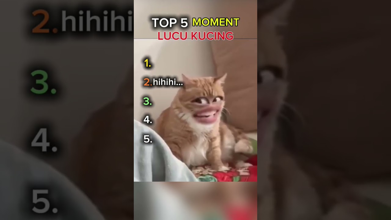 Top 5 funny cat moments 