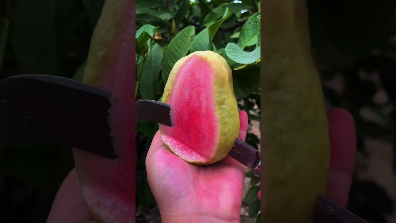 Enjoy beautiful natural pride 🍎