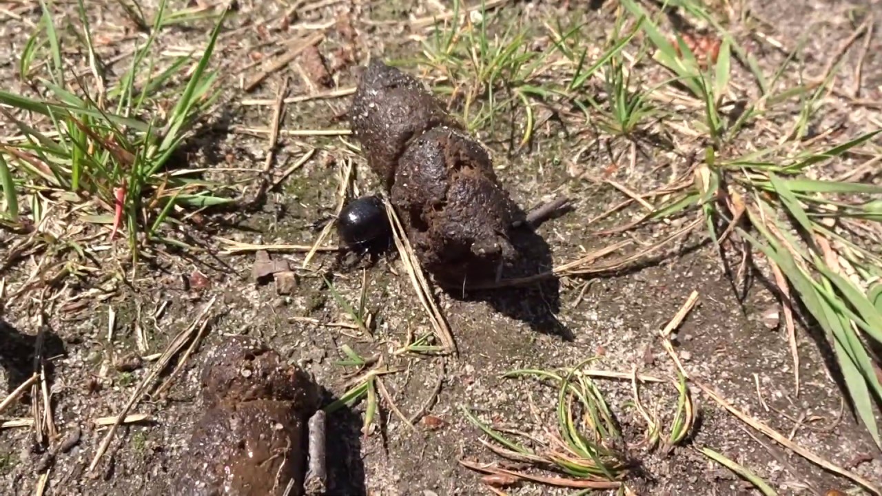 Brouk ,,HOVNIV&Aacute;L