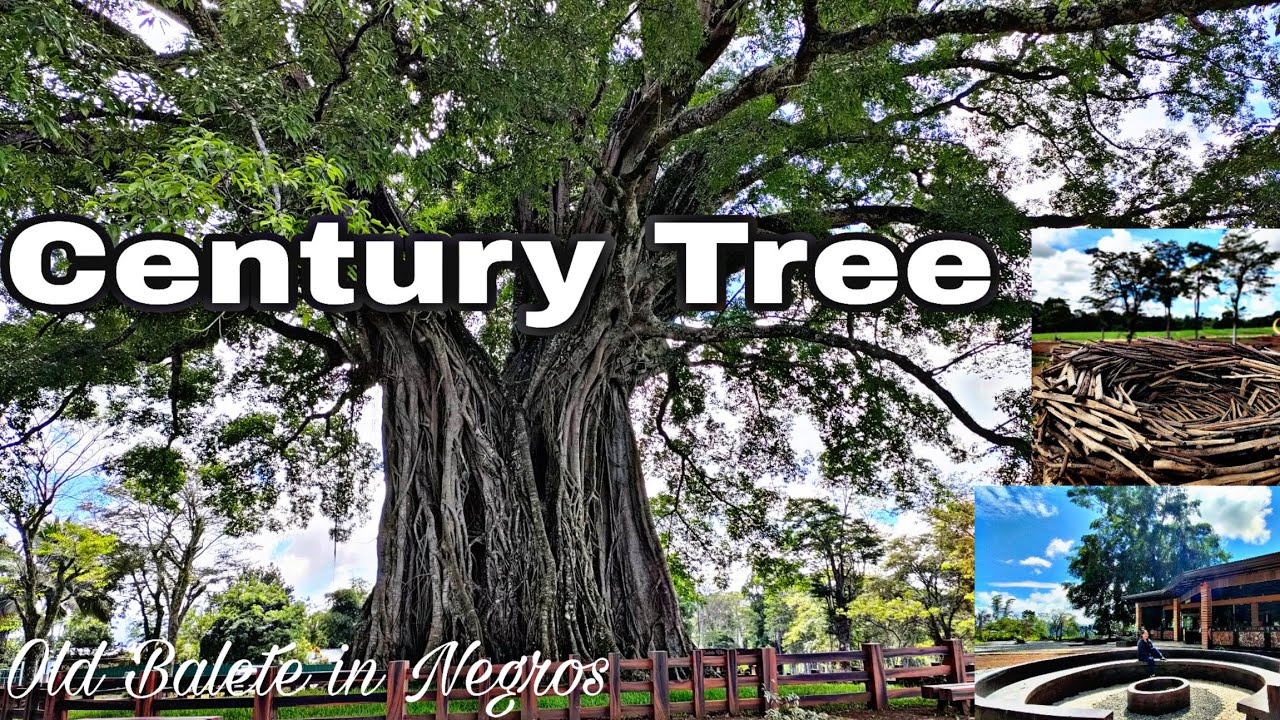 Century Tree in Canlaon City Negros  Occidental (Old Balete Tree) F&C Balete View Cafe