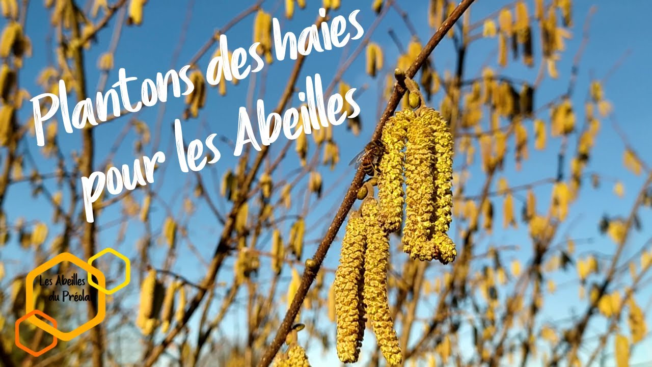 Plantons des haies pour les Abeilles #Apiculture