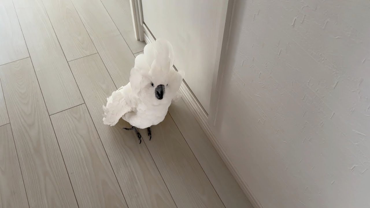 ママを見送りできなかったオウムがトイレ出待ちしてるんだが&hellip;