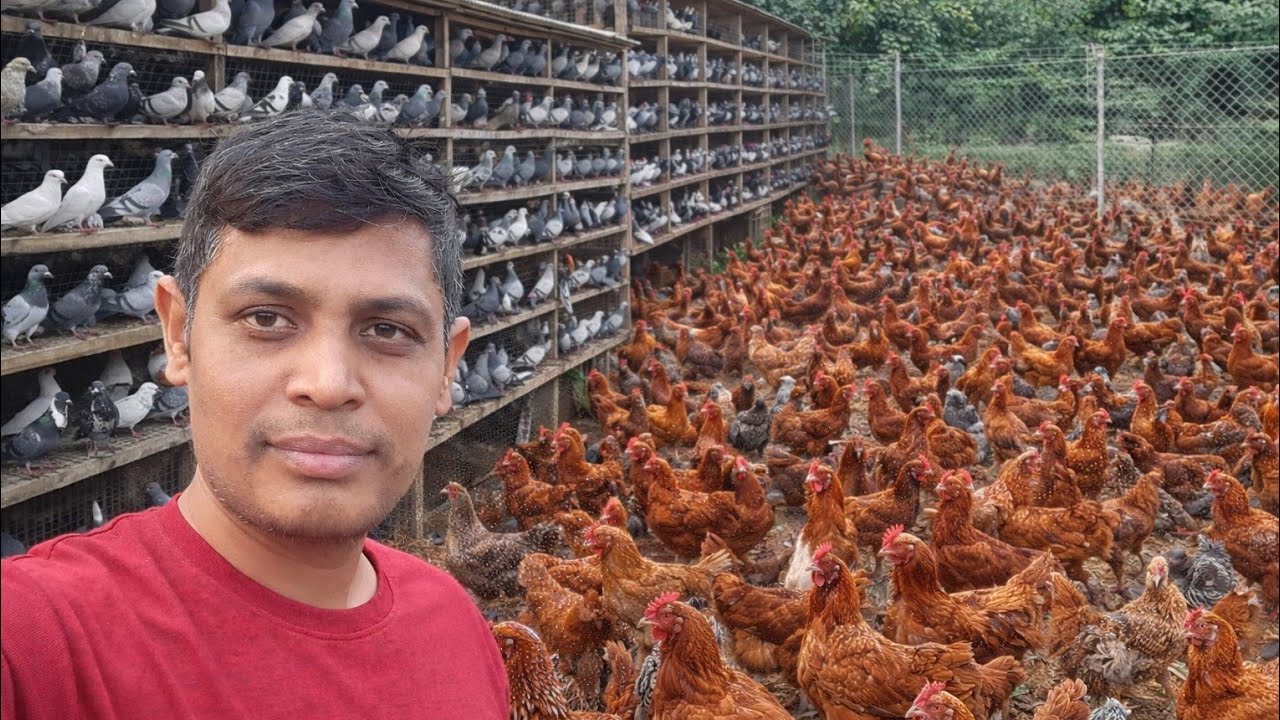 পবিএ শুক্রবার ছুটিতে কবুতর উড়ালাম 🕊️ | ফাউমি মুরগী দেখা | Pigeon Flying & Fayoumi Chicken