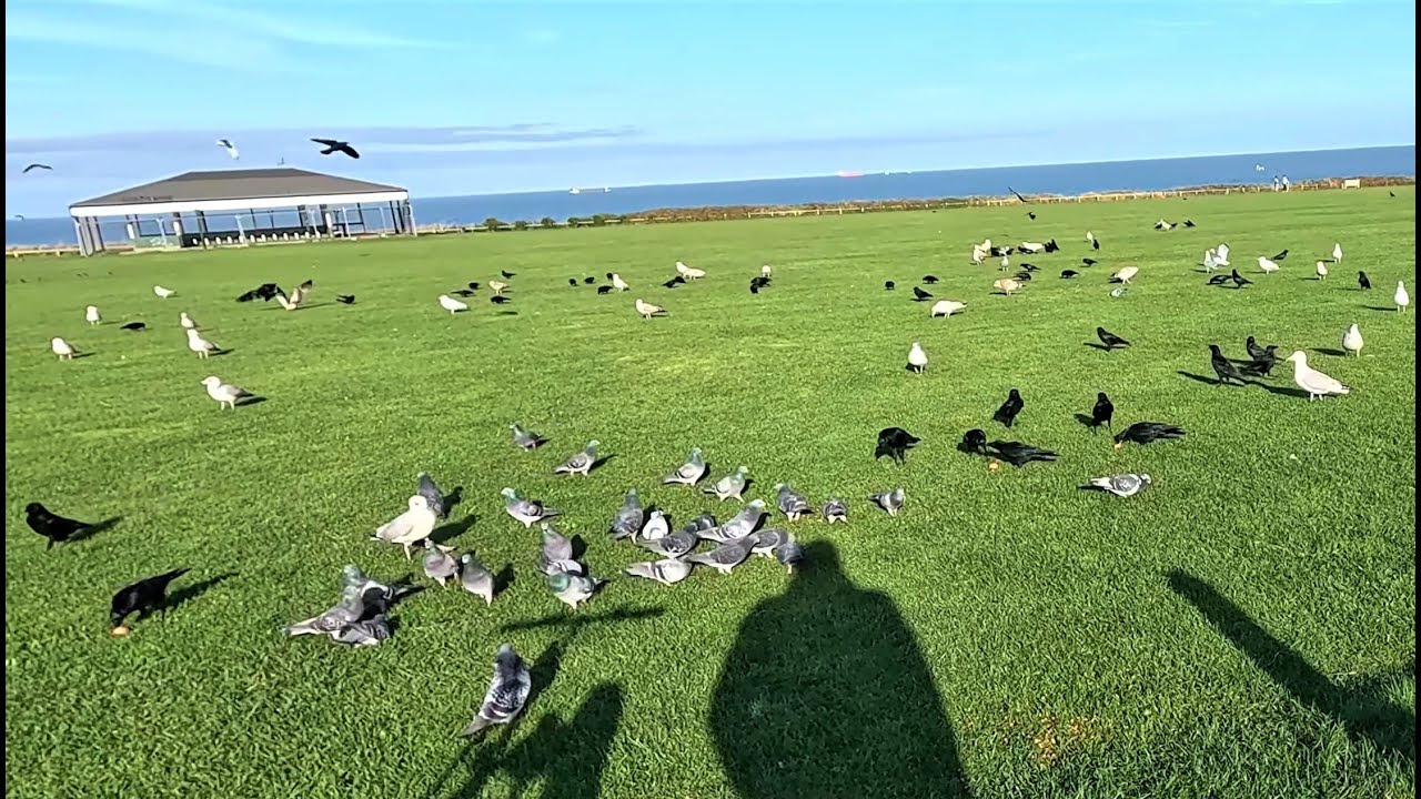 Crow Friends, Patient Pigeons and Crazy Seagulls - New Camera! / Clifftop Crows