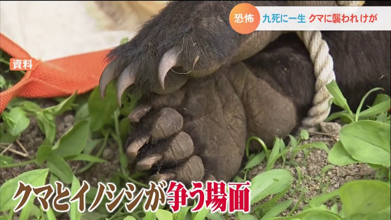 わなに近づいたその時…九死に一生！クマに襲われけが