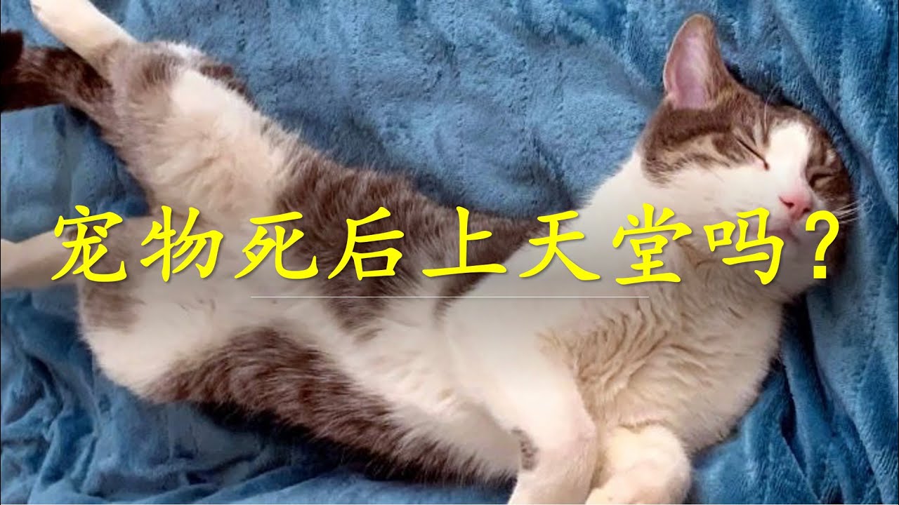 神学｜宠物死后上天堂吗？