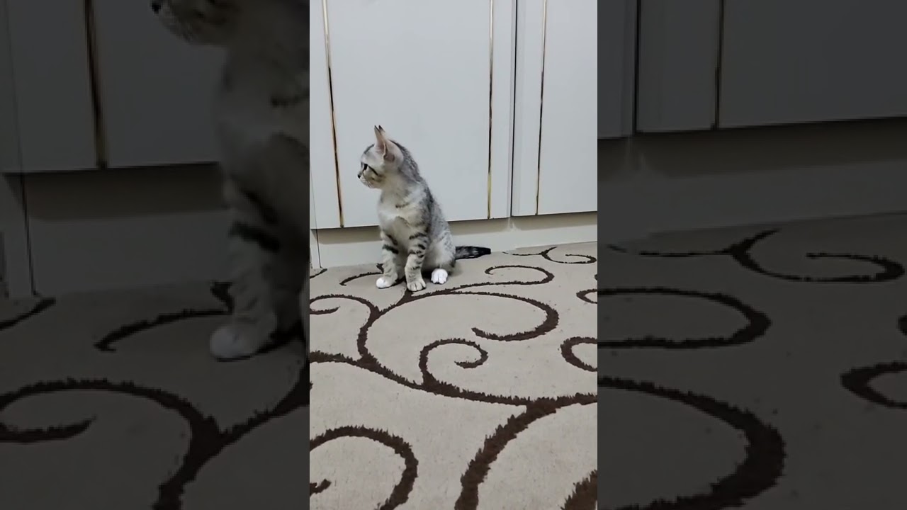 use this sound to call your cat 🐈