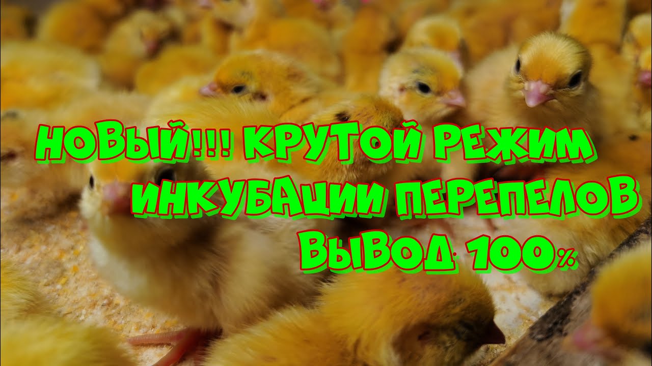 Новый крутой способ инкубации перепелов! БЕЗ ВОДЫ... Вывод 100%