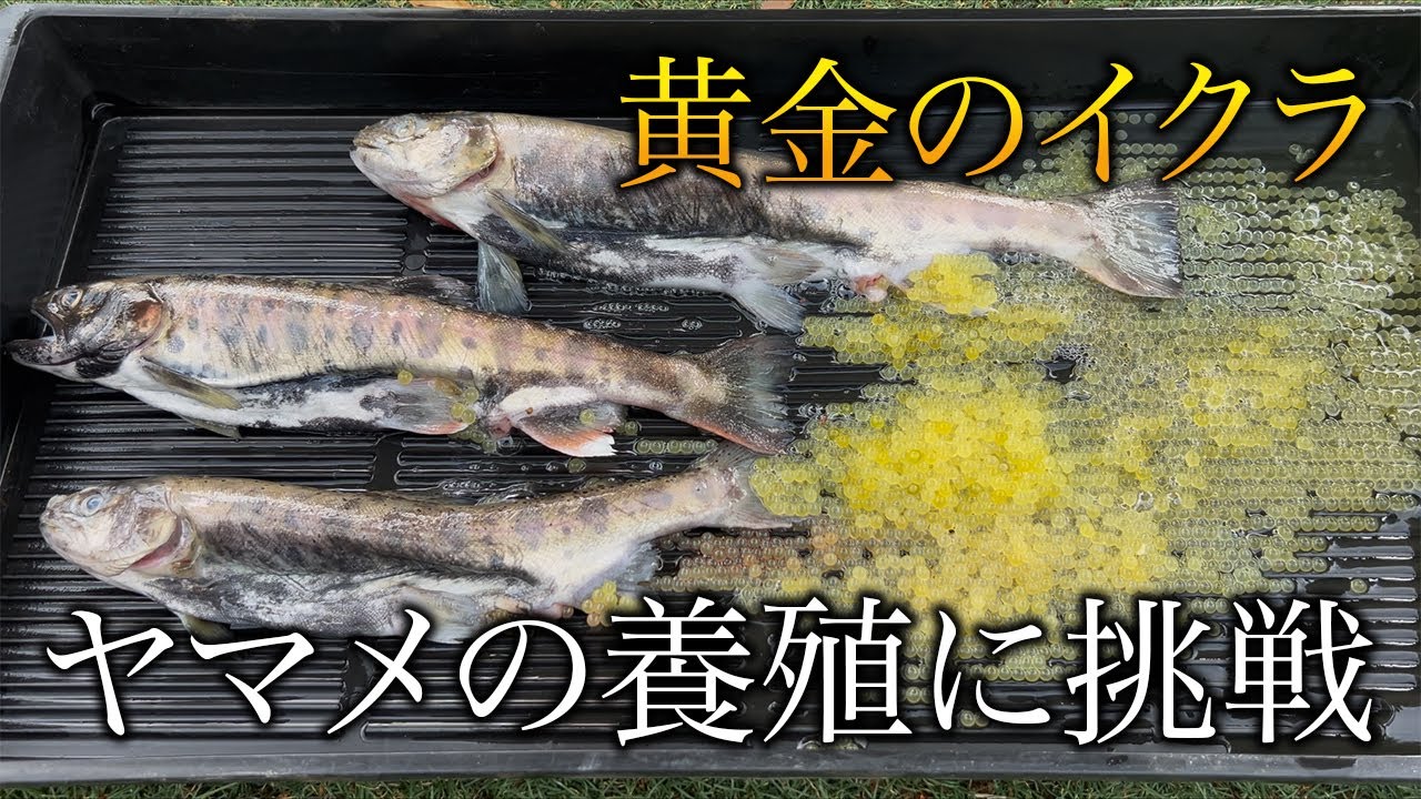 【ヤマメ養殖に挑戦】庭池の山女魚達が産卵しそうだから繁殖チャレンジ！