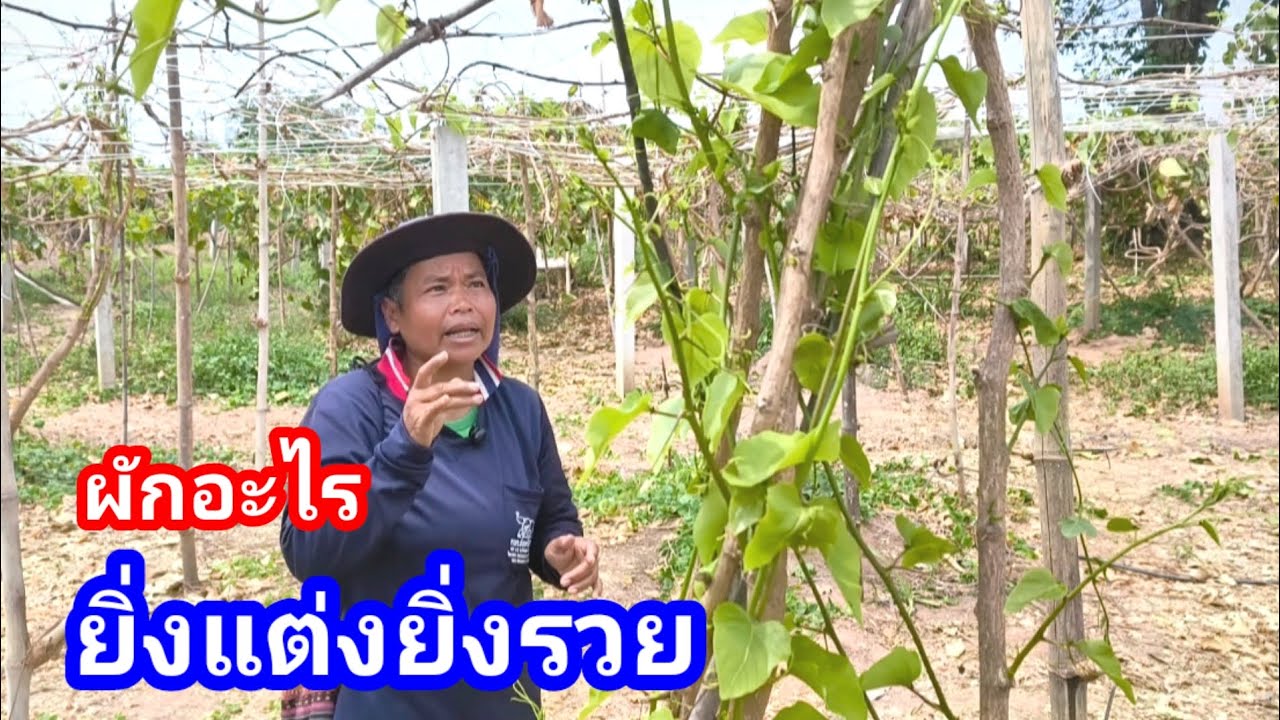 ผักอะไรยิ่งตัดแต่งยิ่งรวย? ผลผลิตออกเยอะ ขายได้ราคาทั้งยอดดอกและผล ทั้งเครือ ไม่มีส่วนไหนทิ้ง