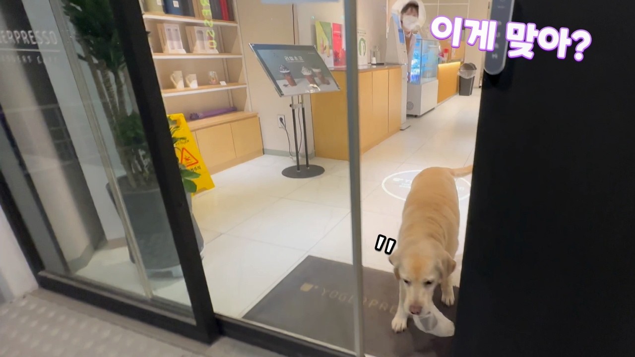 리트리버 호야가 카페에서 내 대신 커피를 들고 나온 뜻밖의 이유ㅋㅋ