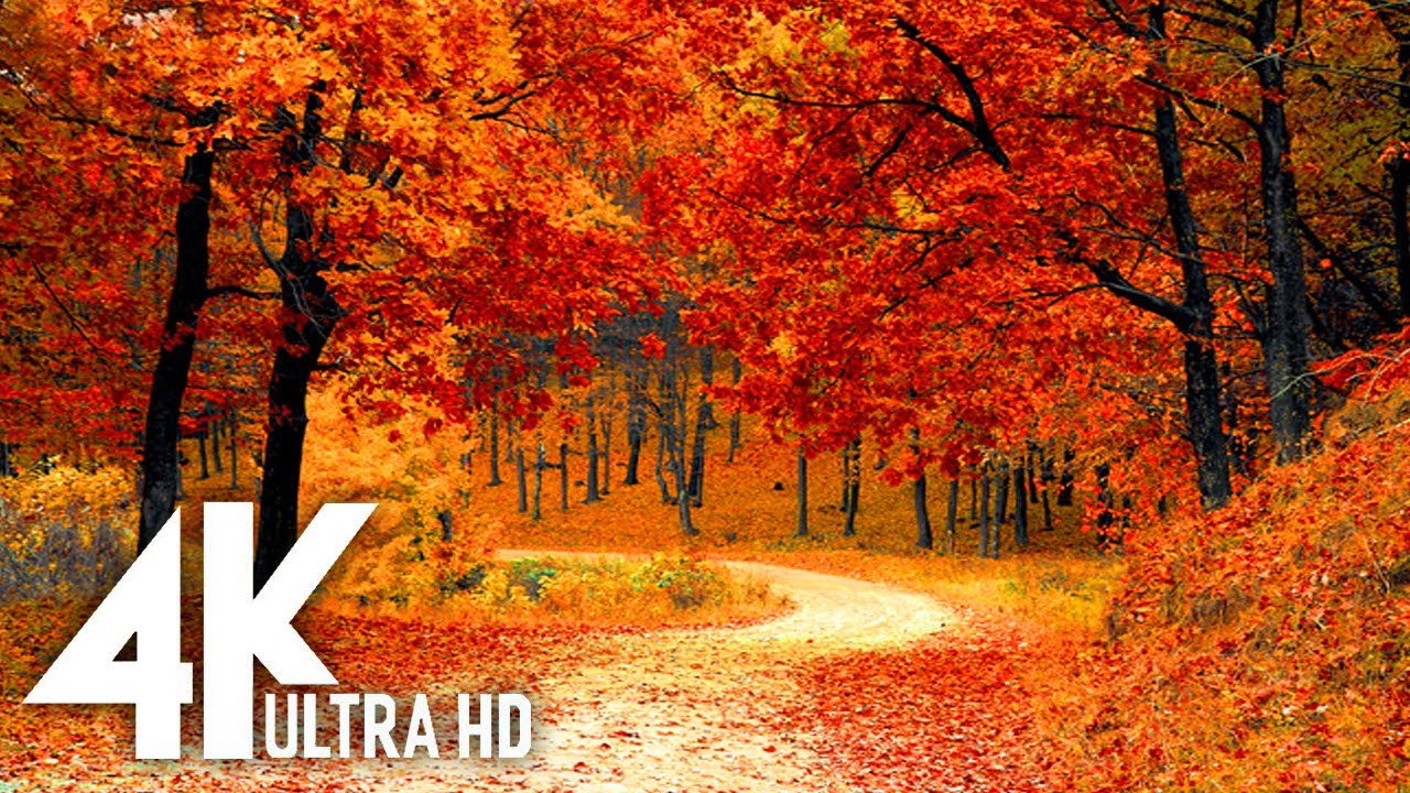 The Beauty Of Autumn Explore Nature In 4k