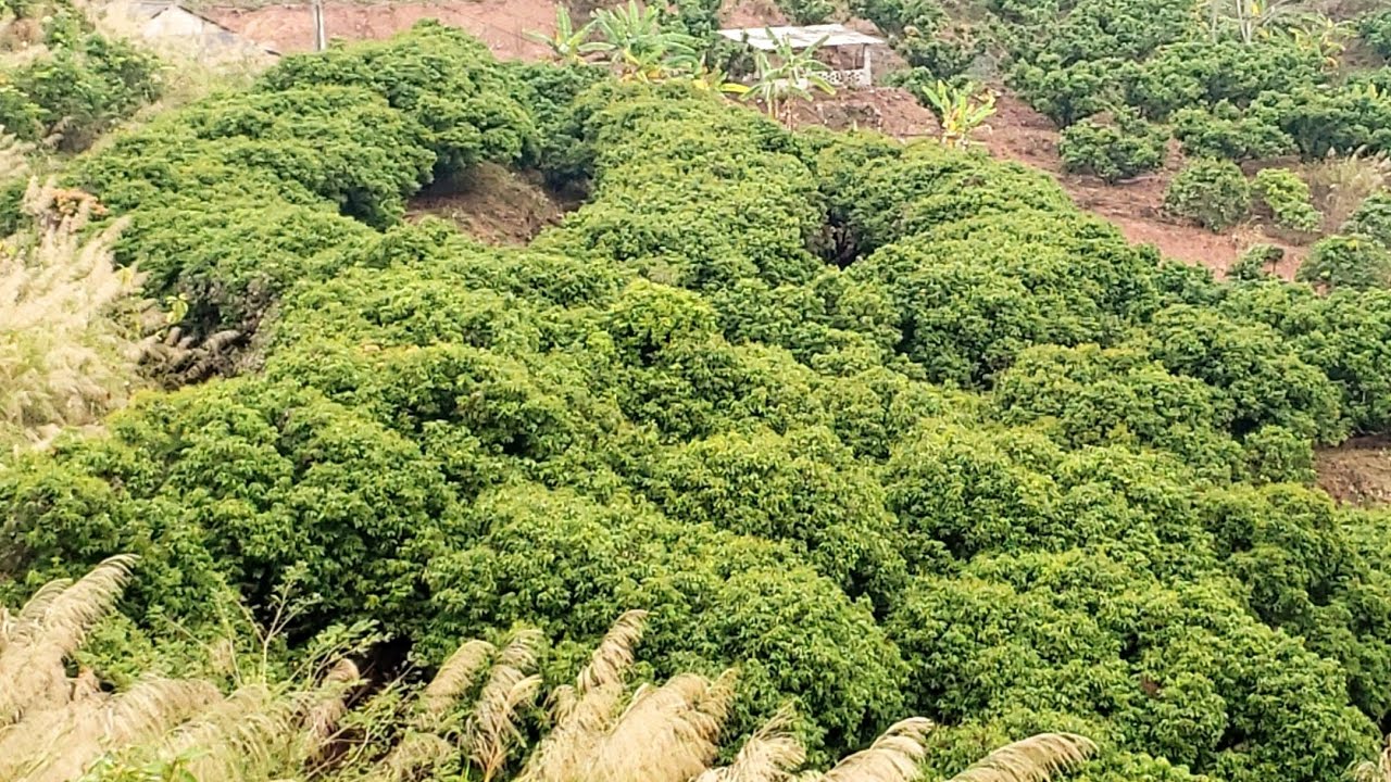 1 số vườn vải thiều ra hoa đẹp tại Hộ Đáp