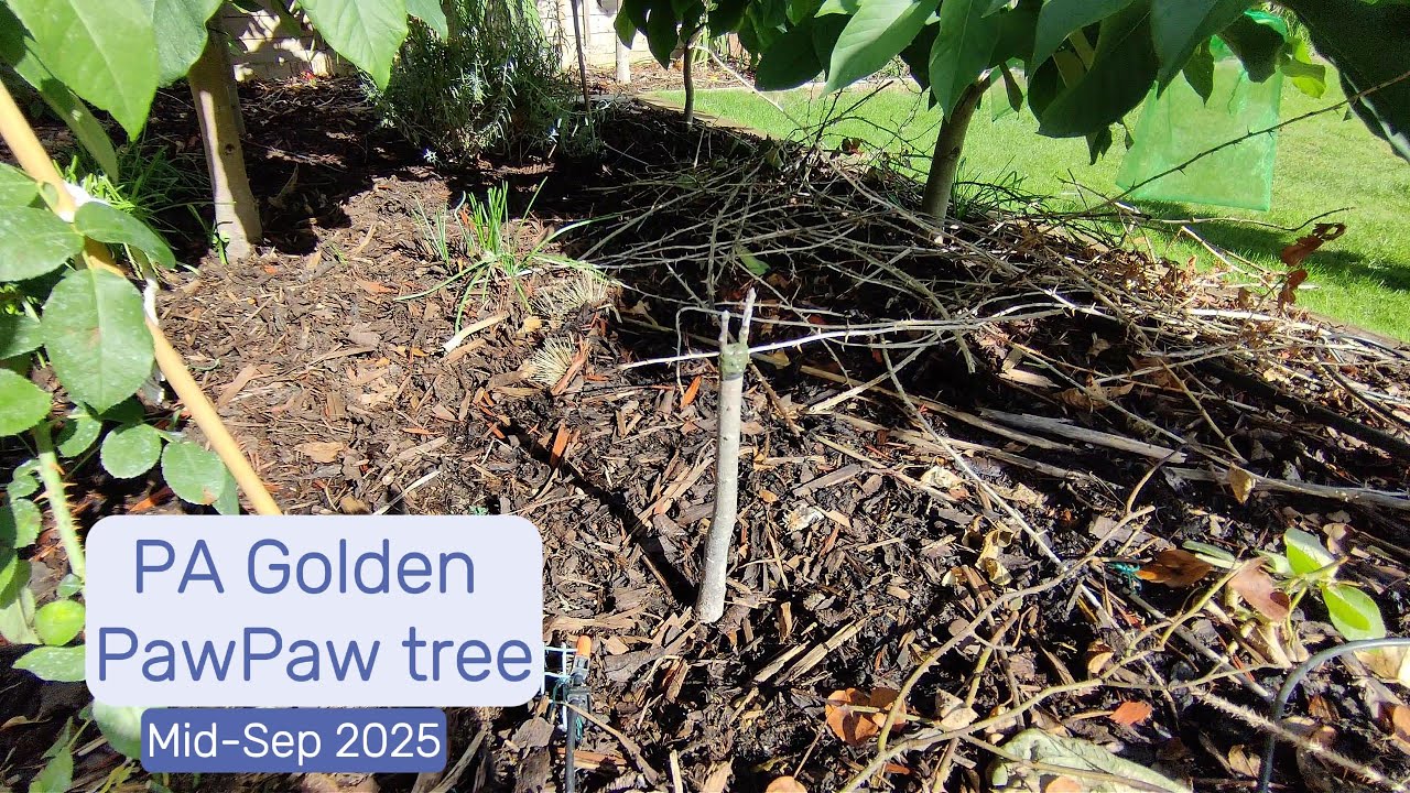 PA Golden (American PawPaw - Asimina Triloba)
