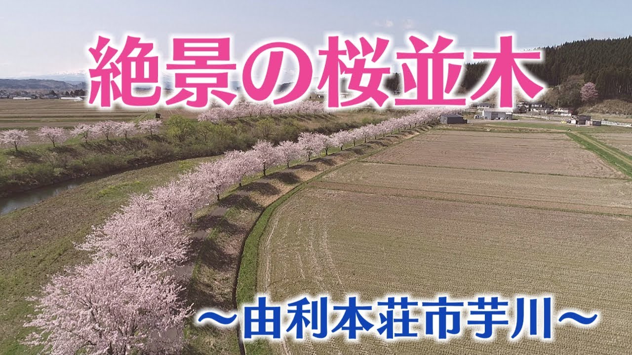 【秋田　桜の名所】由利本荘市芋川