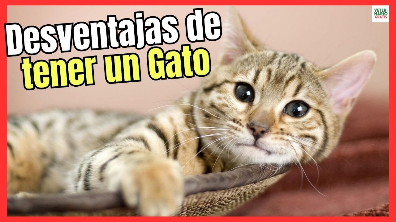 🔴 DESVENTAJAS E INCONVENIENTES DE TENER UN GATO EN CASA❤️‍🔥