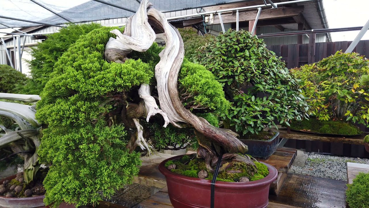 本日の盆栽翠松園 / Today's Bonsai Suishoen Nursery