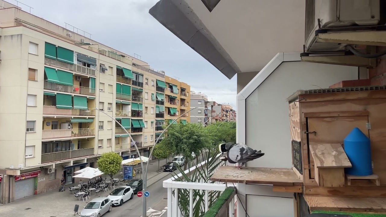 Palomos de robo Barcelona ( Día de Trabajo para N1)#palomodetrabajo #palomoderobo #viral #paloma 🔥