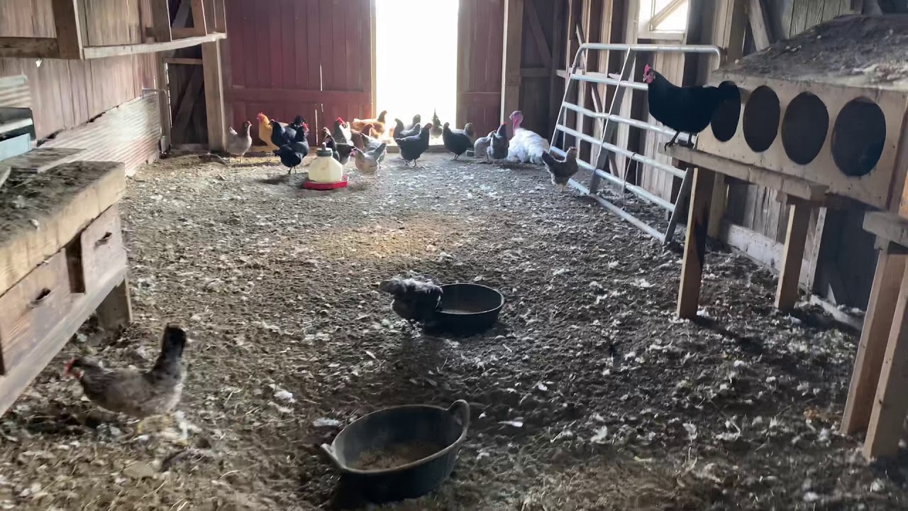 Sustainable Living:  Keeping a Backyard Flock of Chickens