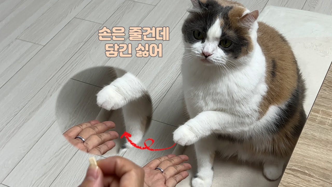낯선 사람이 손 달라고 하니 쫀떡이 반응 ㅋㅋㅋ l 유기동물 보호소 봉사 with 찰떡행님 1기