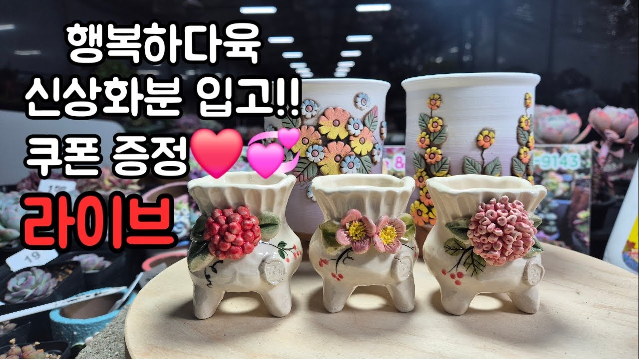 행다~ 화요 라이브 신상 화분들! 판매