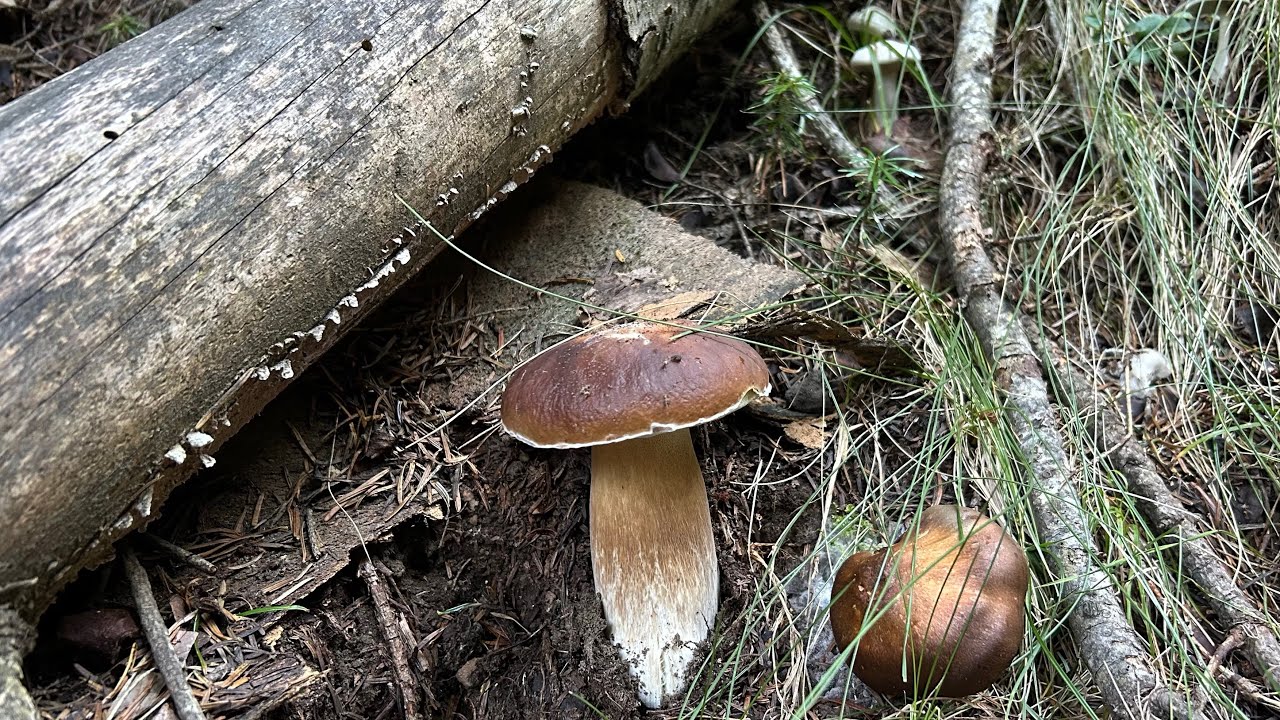 Boletus edulis y pinophilus del 20 de septiembre de 2025
