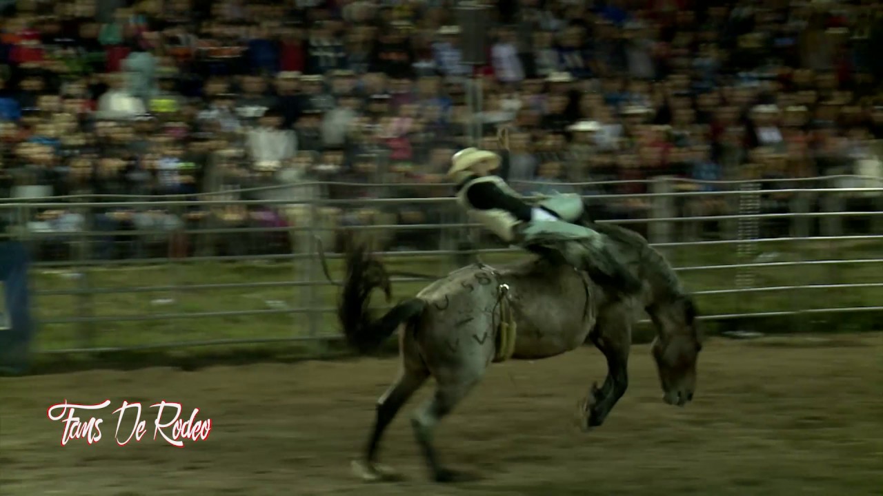 Monte des chevaux sauvages sans selle