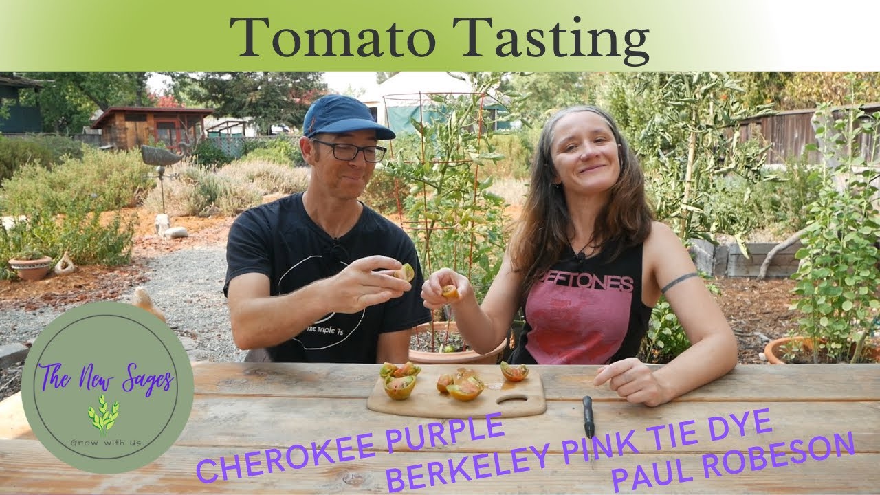 Tasting Tomatoes, Cherokee Purple, Paul Robeson, and Berkeley Pink Tie Dye.
