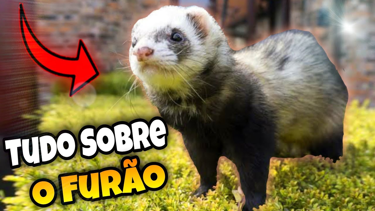 8 Curiosidades Sobre os Furões que Você Precisa Saber