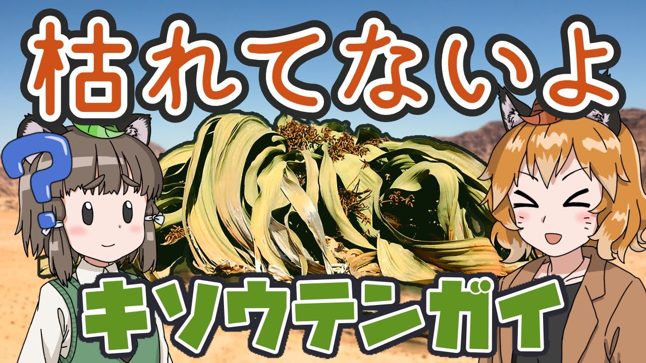 寿命2000年！？キソウテンガイ【へんないきもの#49】